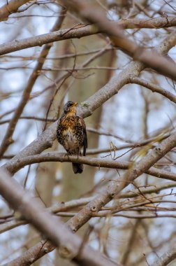 Turdus pilaris olarak da bilinen dikenli ardıç kuşu bir dala tünemiş, sağa bakıyor ve güneş tarafından aydınlatılıyor. Yan görünüm, kapat.