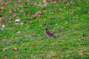 Turdus pilaris olarak da bilinen dikenli ardıç kuşu yeşil çimenlere tünemiş, baharın tadını çıkarıyor, sola bakıyor. Yan görünüm, kapat.