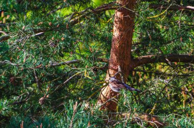 Tarla faresi (Turdus pilaris) ya da bir ağaç dalına tünemiş kar kuşu yiyecek arar ve çevreyi gözlemler. Yaklaş, yeşil, yatay, çam ağacı.