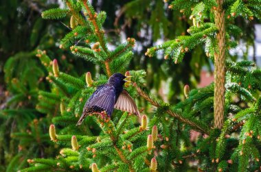 Bir ağaç dalında Avrupa sığırcık tüneği olarak da bilinen sığırcık (Sturnus vulgaris) yiyecek arar ve çevreyi gözlemler. Yaklaş, yeşil, yatay, çam ağacı.