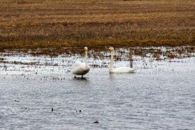 Yaygın kuğu olarak da bilinen iki ötücü kuğu (Cygnus cygnus), yatay ve uzun uçuştan sonra alan havuzunda dinlenmektedirler..