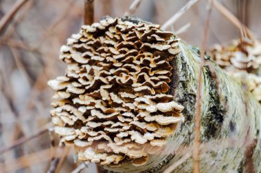 Serene Woodland 'da Yosun ve Mantarlı Orman Ağacı. Ayarlama, yatay, kapatın..