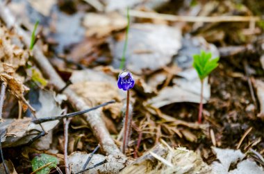 Tek Mavi Anemone İlkbaharın başlarında orman zemininde açıyor, Düşük açılı Yakın plan, yatay