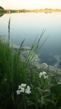 Doğada sakin bir akşam, arka planda göl ve orman, doğal kuş sesleri