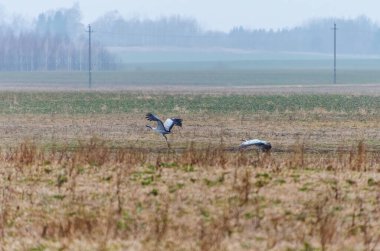 Turnalar (Grus grus) şafak vakti sisli çayır üzerinden uçuyor, Telephoto Vuruşu, Litvanya, yatay