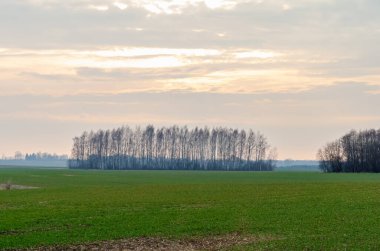 Baharda sakin bir akşam, arka planda küçük bir orman, geniş açılı, yatay