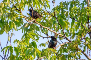 Yaygın sığırcık (Sturnus vulgaris), Avrupa sığırcığı olarak da bilinir, yeşil ağaçta oturur, etrafı izler, şarkı söyler, yaklaşır, yatay olarak