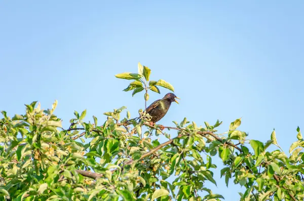 stock image The common starling (Sturnus vulgaris), also known as the European starling sitting on green tree, observing surrounding, singing, close up, horizontal