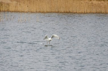 Avrupa ringa martıları (Larus argentatus), henüz yiyecek arayan yeşillik olmadığı bahar başlarında gölün üzerinde çok alçaktan uçarlar. Kapat, yatay