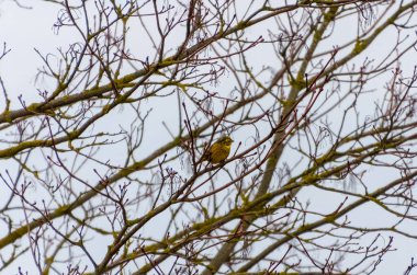Avrupa serini, ya da sadece serin (Serinus serinus) yapraksız bir dalda oturuyor, baharın başlangıcının tadını çıkar, yatay olarak.