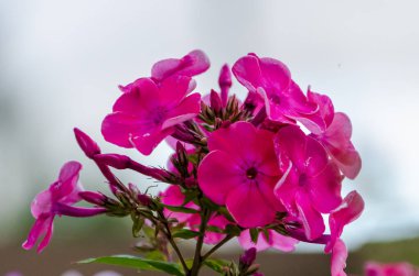 Phlox 'un inanılmaz güzel çiçeği, yazın açan, uzaktan parlayan ve güzelliğiyle, yakından, yatay güzelliğiyle gözü çeken,