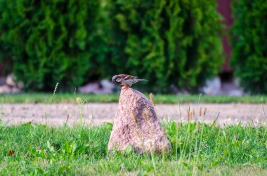 Bir ev serçesi (Passer domesticus) bir taş üzerinde çömelmiş, çayıra atlamak üzere, yakın, yatay.