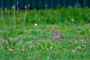 The Sind sparrow (Passer pyrrhonotus) walks through a meadow, on a summer evening, looking for food, close-up, horizontal clipart