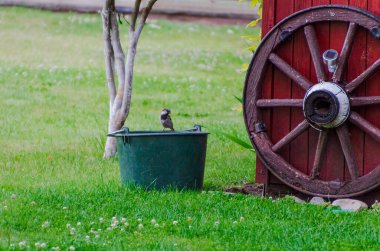 Bir ev serçesi (Passer domesticus) bir kova suyun üzerine çömelir, etrafa bakar, çevreyi gözlemler, yatay olarak atlamaya hazırlanır.