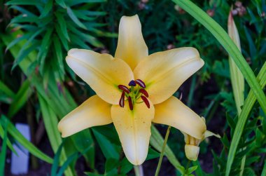 Güzel sarı Lilium Regale, kraliyet zambağı, kralın zambağı, tüm güzelliği ve ihtişamıyla çiçek açan, yakın, yatay.