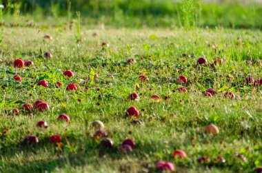 Güzel bir yaz akşamında, kırmızı meyveler çimenlerin üzerine düştü, yakın plan, yatay olarak.