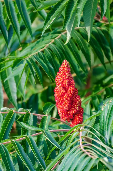 Rhus typhina, staghorn sumac güzel bir ağaç çiçek, yeşil bir bahçe ile çevrili, çevre dekore yakın, dikey