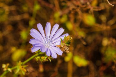 Yumuşak Sabah Işığında Narin Mor Ortak Hindiba 'nın (Cichorium intybus) Yakın Çekimi, Kırsal Çayırda Göz Seviyesinde, yatay