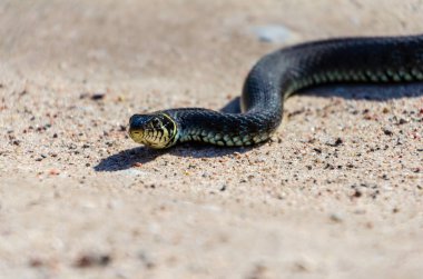 Gündüz vakti, kırsal alanda kumlu yolda uzanan sakin sarı yanaklı bir yılanın (Natrix natrix) yan görüntüsü.