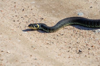 Gündüz vakti, kırsal alanda kumlu yolda uzanan sakin sarı yanaklı bir yılanın (Natrix natrix) yan görüntüsü.