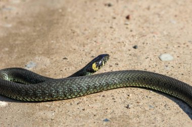 Gündüz vakti, kırsal alanda kumlu yolda uzanan sakin sarı yanaklı bir yılanın (Natrix natrix) yan görüntüsü.