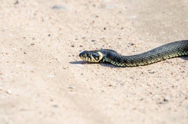 Gündüz vakti, kırsal alanda kumlu yolda uzanan sakin sarı yanaklı bir yılanın (Natrix natrix) yan görüntüsü.