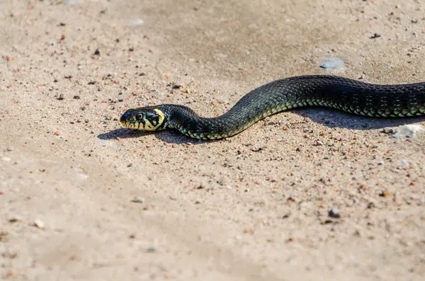 Gündüz vakti, kırsal alanda kumlu yolda uzanan sakin sarı yanaklı bir yılanın (Natrix natrix) yan görüntüsü.