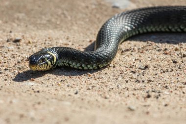 Sarı yanaklı sakin yılanın (Natrix natrix natrix) yakın çekimi, bazen ot yılanı olarak adlandırılır, kırsal alanda güneşli bir kumlu yüzeyde dinlenirken, göz hizasında, yatay bir şekilde yakalanır.