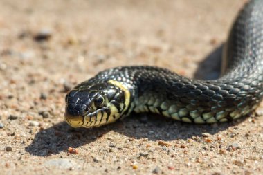 Sarı yanaklı sakin yılanın (Natrix natrix natrix) yakın çekimi, bazen ot yılanı olarak adlandırılır, kırsal alanda güneşli bir kumlu yüzeyde dinlenirken, göz hizasında, yatay bir şekilde yakalanır.