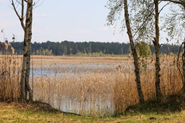 Doğada güzel güneşli bir bahar günü, mavi gökyüzü, arka planda ağaçların yeşil yaprakları, göl ve çayırlar, yatay