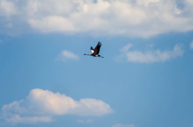 Yaygın turnalar (Grus grus), Avrasya turnaları olarak da bilinir, bir bahar günü erken saatlerde gökyüzünde şarkı söylerler, kasvetli bir ortam, yatay