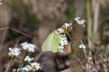 Açık yeşil kelebek, yaygın kükürt, Gonepteryx rhamni, bahar dalına tünemiş, yakın, yatay