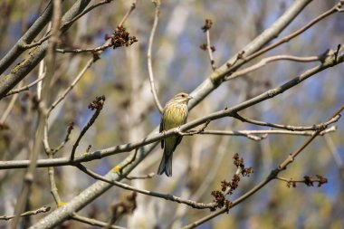 Sarı çekiç (Emberiza citrinella) bir dala konmuş, sağa bakar ve güneş tarafından aydınlatılır. Yan görünüm, yakın görünüm, yatay.