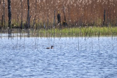 Bataklıktaki sakin gölde yüzen kırmızı boyunlu yunus balığı, sakin bir atmosferden yakalanmış, yatay, yakın..