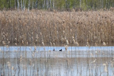 Bataklıktaki sakin gölde yüzen kırmızı boyunlu yunus balığı, sakin bir atmosferden yakalanmış, yatay, yakın..