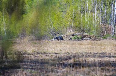 İki turna (Grus grus) parlak bir sabah, uzak bir açıdan yatay bir tarlada yürür.