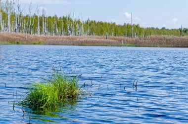 Güneşli bir bahar gününde sakin bir göl, arka planda yeşil bir orman ve ön planda bir tutam taze çimen, yatay.