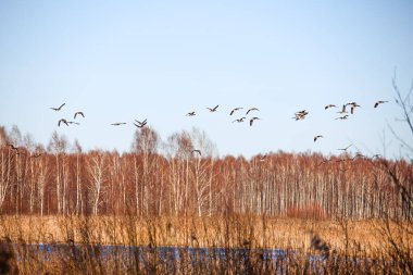 Büyük bir kaz sürüsü gölün üzerinde uçuyor, güneşli bir günde, arka planda bulutlarla birlikte, yatay olarak.