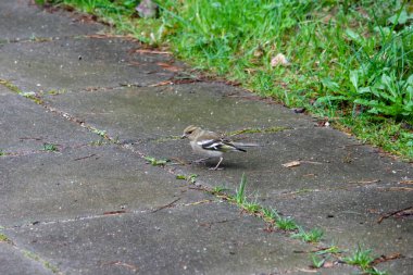 Small Eurasian chaffinch (Fringilla coelebs) walking on wet stone pavement, low angle view capturing natural surroundings with a soft peaceful atmosphere in a park, horizontal clipart