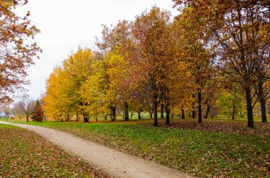 Sonbahar parkı yolu renkli ağaçlarla çevrili. Parkta parlak sarı ve turuncu yapraklarla süslenmiş sessiz bir toprak yol var. Göz hizasında bakıldığında, düşüşün özü sakin bir doğal ortamda..