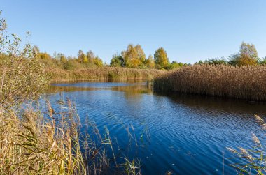 Sakin bir sonbahar, sakin bir orman gölüne yansıyor. Durgun su yansıtan ağaçlar, huzurlu sonbahar atmosferi, geniş açılı çekim, yer seviyesinden, kırsal alandan, mevsimsel manzaradan çekilmiş..