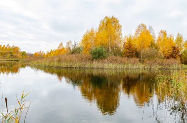 Sakin bir sonbahar, sakin bir orman gölüne yansıyor. Durgun su yansıtan ağaçlar, huzurlu sonbahar atmosferi, geniş açılı çekim, yer seviyesinden, kırsal alandan, mevsimsel manzaradan çekilmiş..