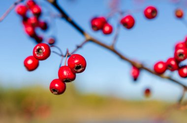 Kıpkırmızı dikenli meyve (Hawthorn meyvesi) bulanık arkaplanlı. Kırmızı böğürtlenleri bir dalda yakın plan, huzurlu ve renkli, sığ alan derinliği, açık hava, sonbahar güzelliği.