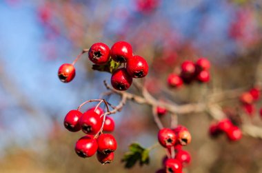 Kıpkırmızı dikenli meyve (Hawthorn meyvesi) bulanık arkaplanlı. Kırmızı böğürtlenleri bir dalda yakın plan, huzurlu ve renkli, sığ alan derinliği, açık hava, sonbahar güzelliği.
