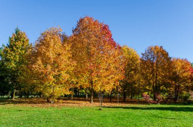 Renkli yeşillik manzaralı sonbahar parkı ağaçları. Sakin park sahnesi, canlı sonbahar renkleri, geniş açı perspektif, açık hava düzeni, barışçıl ruh hali, açık mavi gökyüzü arkaplan.