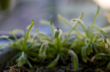 Güneş çiğ bitkisinin yakalanan böcekle yakın çekimi. Makro manzara, hassas ruh hali, bitki detaylarına odaklan, sığ alan derinliği, doğal çevre, etobur bitkinin eşsiz güzelliği.