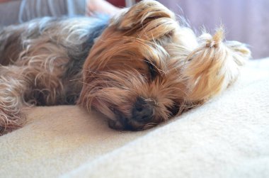 Yorkshire Teriyeri yumuşak battaniyede dinleniyor. Köpek huzur içinde uzanıyor, rahat bir ruh hali, yakın çekim açısı, yatay konum, iç mekan ayarları, sıcak tonlar, rahat bir an, evcil hayvan fotoğrafçılığı.