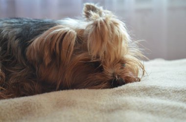 Yorkshire Teriyeri yumuşak battaniyede dinleniyor. Köpek huzur içinde uzanıyor, rahat bir ruh hali, yakın çekim açısı, yatay konum, iç mekan ayarları, sıcak tonlar, rahat bir an, evcil hayvan fotoğrafçılığı.