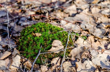 Kuru sonbahar yapraklarıyla çevrili canlı yeşil yosunlar. Doğal durgunluk, sakin atmosfer, makro perspektif, zemin seviyesi, orman zeminleri, mevsimsel kontrastlar, doğadaki çürümenin ortasındaki yaşamı vurguluyor..