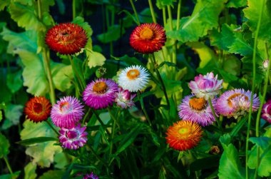 Vibrant strawflowers blooming in a colorful garden. Close-up of strawflowers in full bloom, cheerful atmosphere, natural light, eye-level perspective, rural garden setting, showcasing floral beauty. clipart